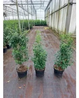 Portugisisk laurbærkirsebær